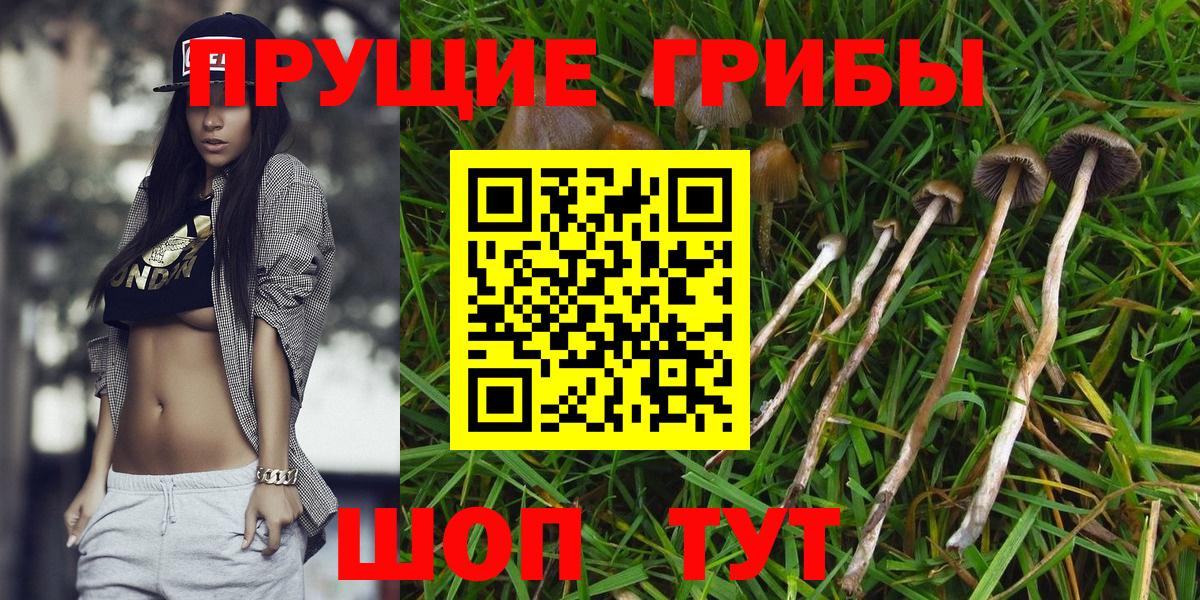 Псилоцибиновые грибы GOLDEN TEACHER  Вход с VPN  как найти наркотики  Тельмана 